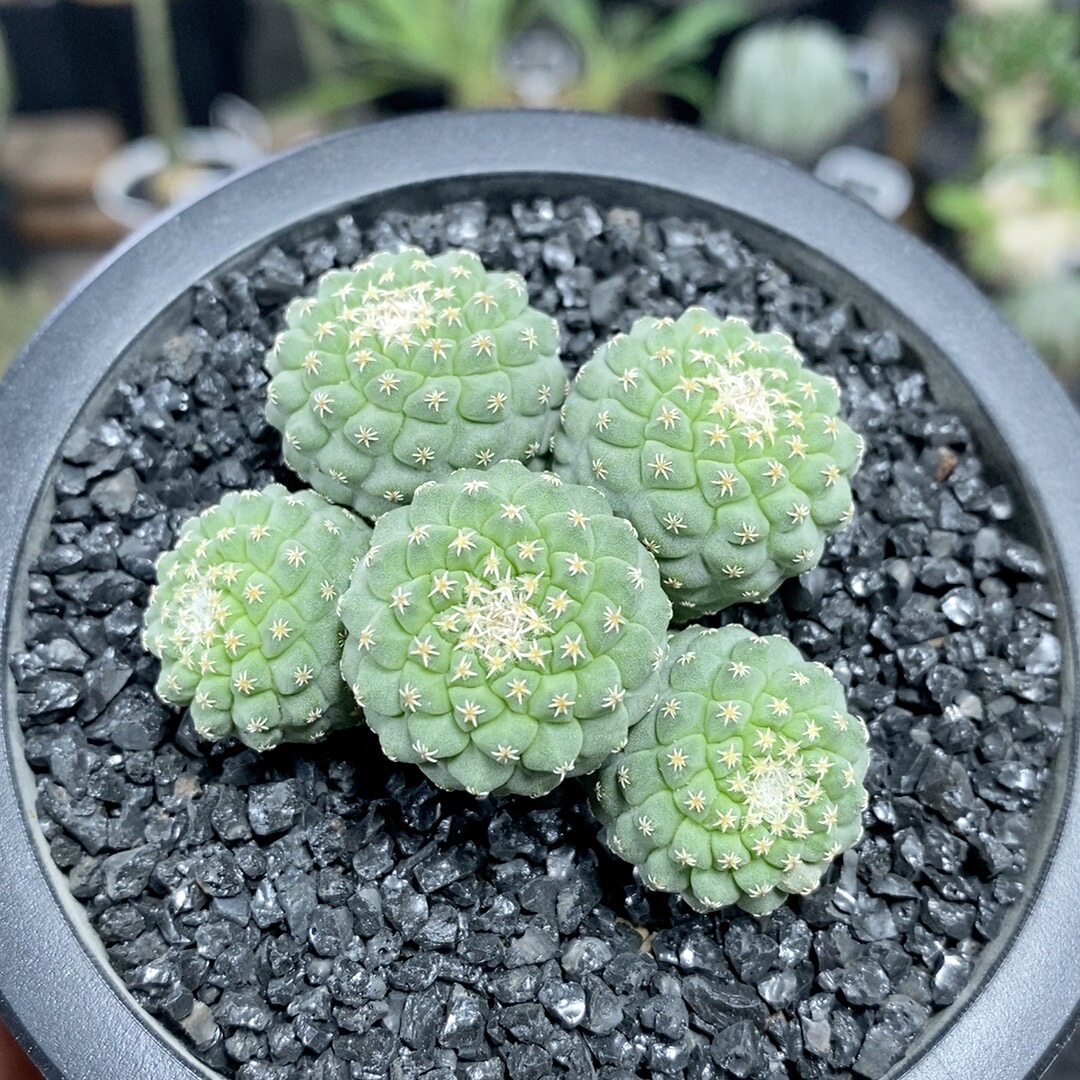 684号实生菊水群生5.5cm