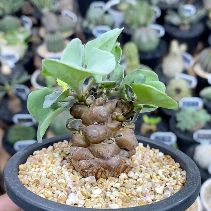 868号实生蛮鬼塔厚敦菊3.3cm