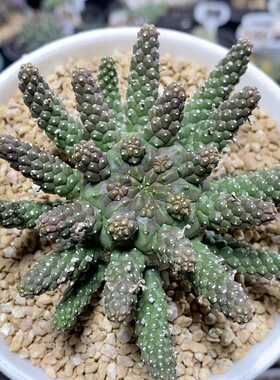 119号实生干氏大戟8.3cm