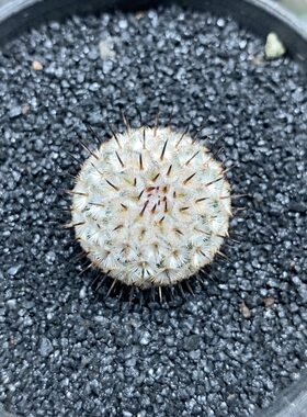 817号实生直刺佩雷2.2cm