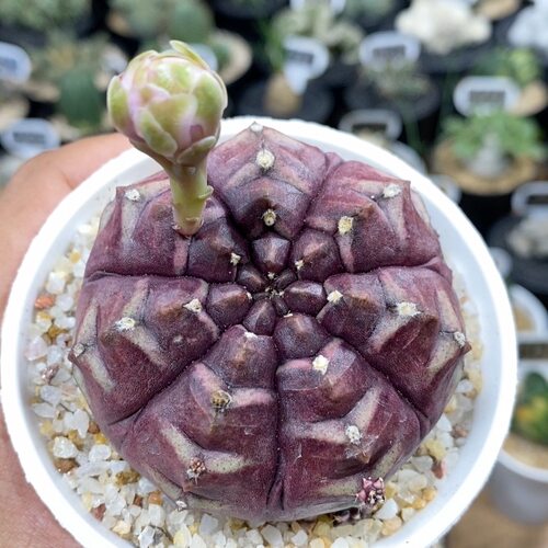 930号大单头紫皮梦想6.3cm
