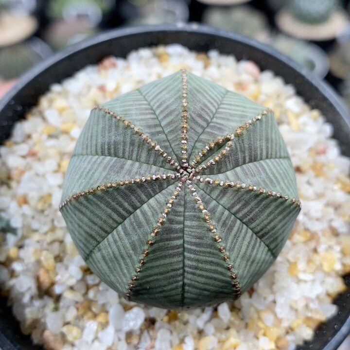 549号实生欧系布纹球块根植物4.2cm