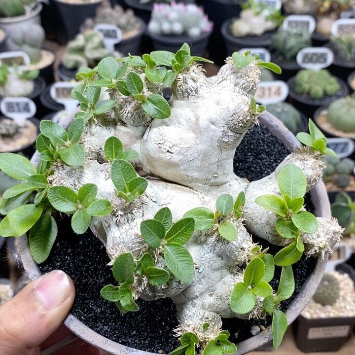 998号实生熟桩惠比须笑15cm