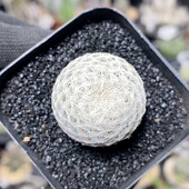 211号实生白岳丸2.8cm