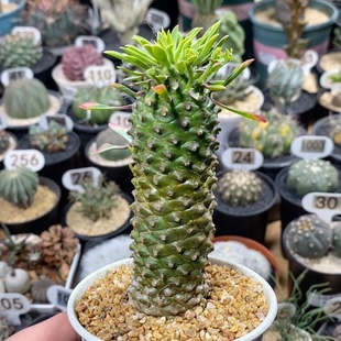 504号实生铁甲麒麟高度10cm