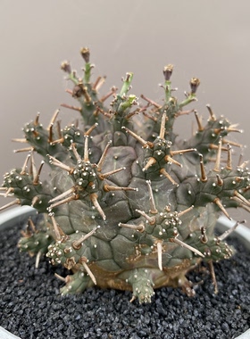 938号实生绿鬼玉大戟主头5.3cm