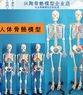 45cm85cm170cm人体骨骼模型美术瑜伽教学摆件白骷髅全身脊椎骨架