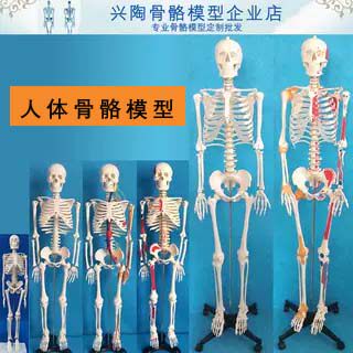 人体骨骼模型教学骷髅脊椎全身