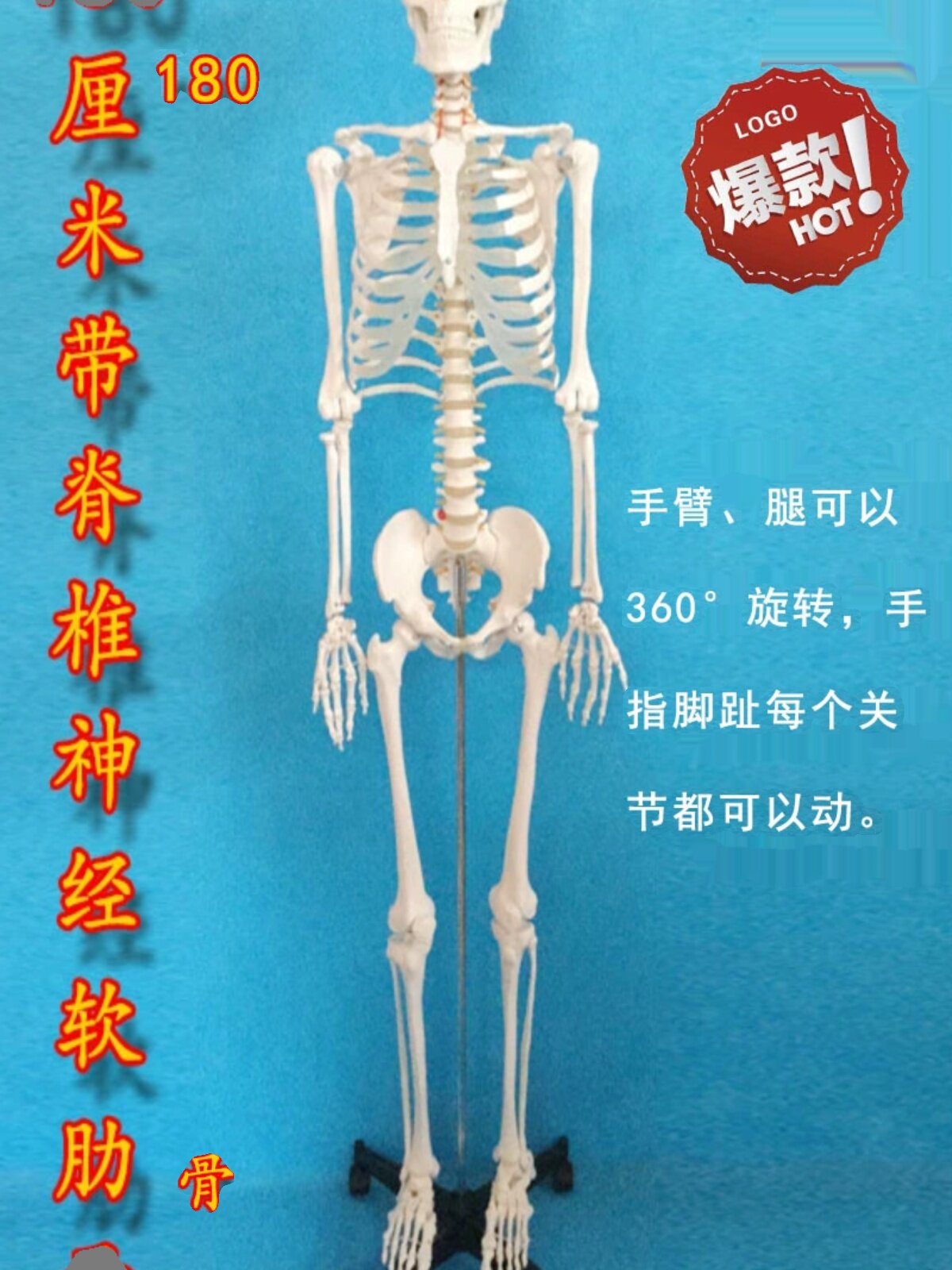 인체 대형 해골 모델 성인 전신 해부학 해골 해골 의료 교육 척추 분리형 근육 시작점