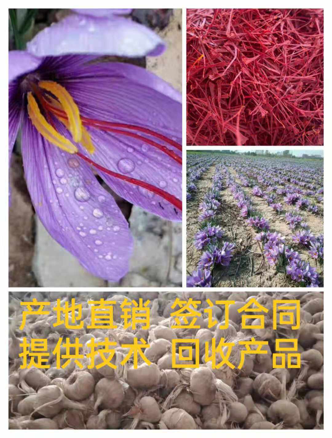 藏红花种球种苗盆栽花卉食用秋冬