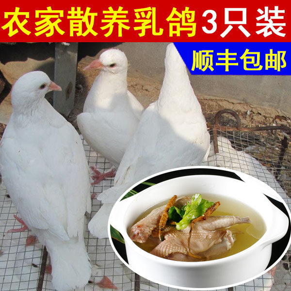 正宗农家散养鸽子 新鲜鸽子肉土鸽子 乳鸽老鸽子3只现杀顺丰包邮