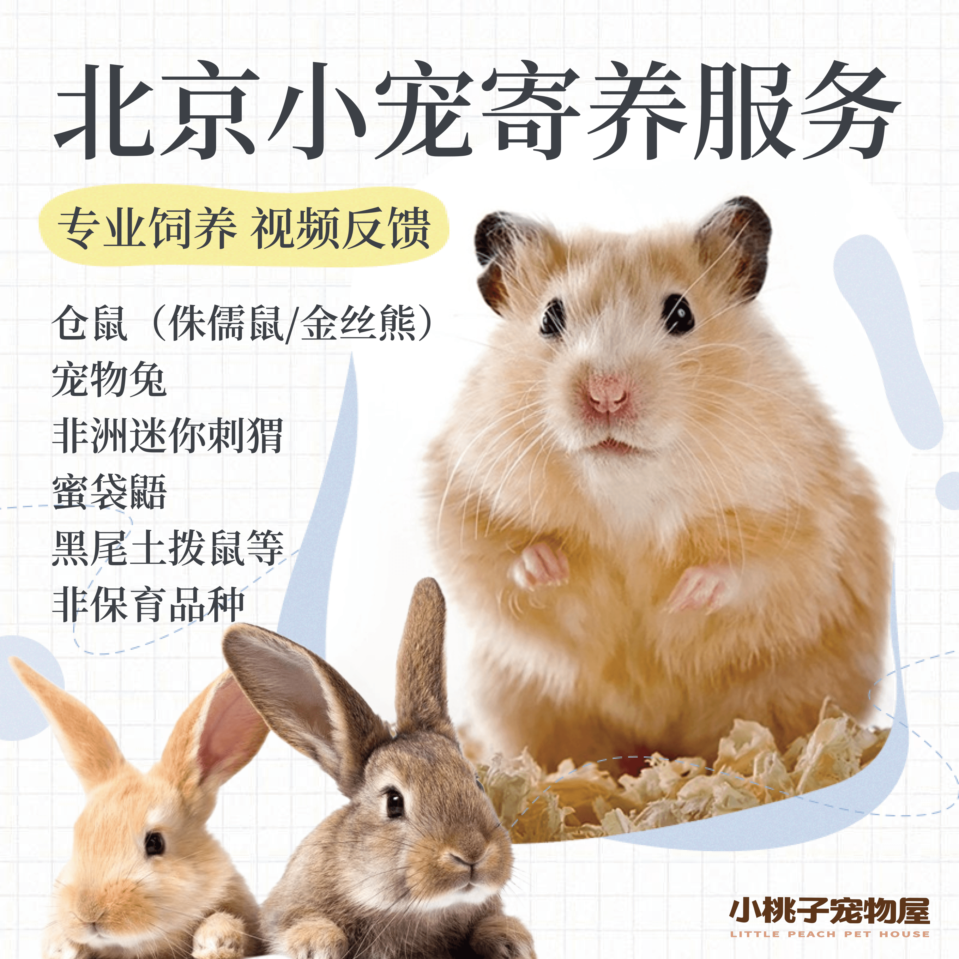北京小宠爬宠寄养仓鼠金丝熊荷兰猪侏儒兔兔蜜袋鼯豚鼠龙猫刺猬蛇