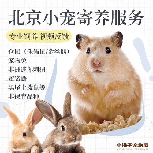 北京小宠爬宠寄养仓鼠金丝熊荷兰猪侏儒兔兔蜜袋鼯豚鼠龙猫刺猬蛇