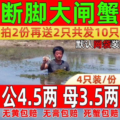 4只/份固城湖大闸蟹残蟹断脚蟹掉脚蟹缺腿蟹超特大鲜活全公母螃蟹