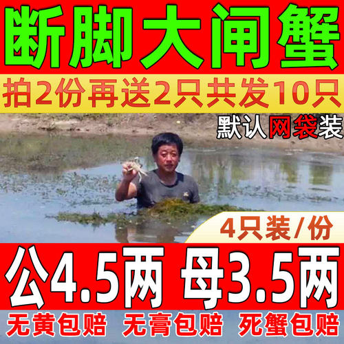 固城湖特大4.5两全母残蟹断脚蟹