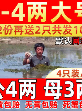 4只/份固城湖大闸蟹残蟹断脚蟹缺腿蟹5-3两超特大鲜活全公母螃蟹