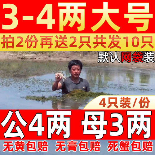 固城湖大闸蟹残蟹断脚蟹全母鲜活