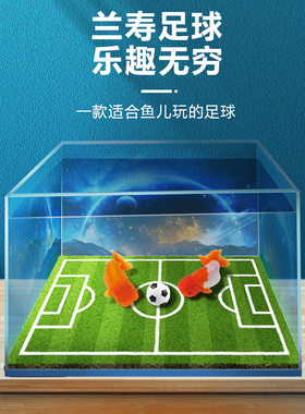 帝鱼沉水小足球漂亮可玩性高安全