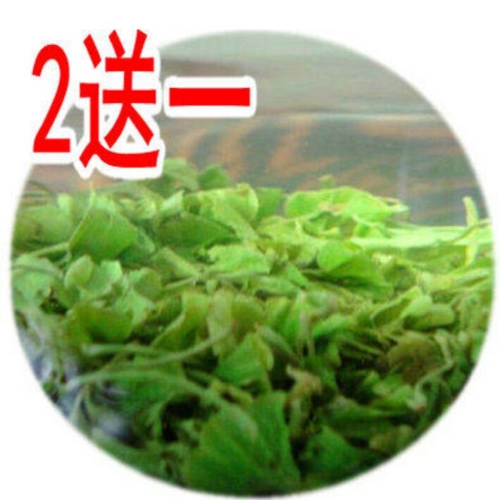 山东日照新鲜银杏叶银杏树叶黄色银杏叶原叶茶嫩芽款