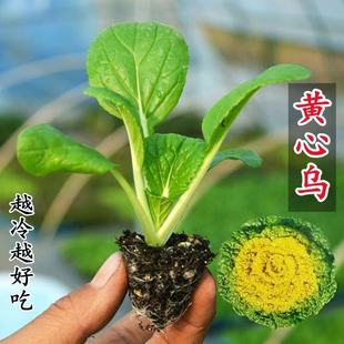 黄心乌塌菜苗乌塔菜秧苗儿菜菠菜苗油麦菜上海青菜苗秋冬耐寒菜苗