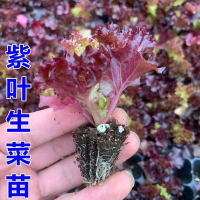 紫生菜苗辣椒苗茄子苗长线椒朝天椒阳台盆栽西红柿苗庭院种植包邮