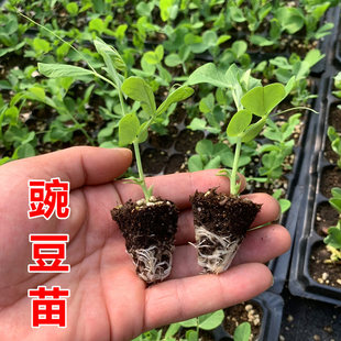豌豆苗带土发货高产早熟蚕豆秧苗农家庭院种植莴笋种苗秋冬蔬菜苗