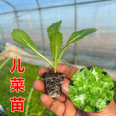 儿菜秧苗甘蓝苗西兰花秧苗红菜苔花菜萝卜秧盆栽地栽苗秋季蔬菜苗