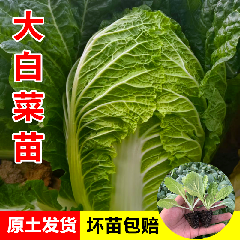 白菜苗甘蓝苗花菜秋冬蔬菜苗