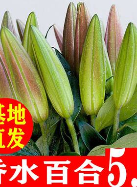 香水百合云南昆明基地现采直发真花鲜花水养插花家用办公同城速运