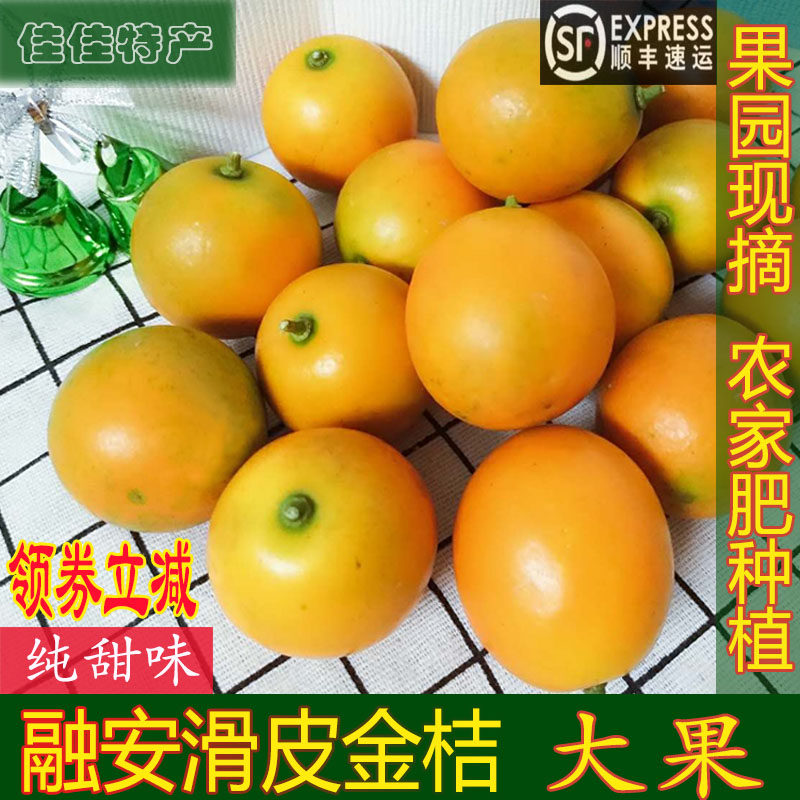 纯甜广西柳州融安滑皮金桔