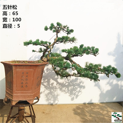 实拍五针松盆景北方耐寒