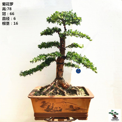 实拍 菊花罗 罗汉松盆景 造型 精品客厅庭院常青大绿植 实物 包邮