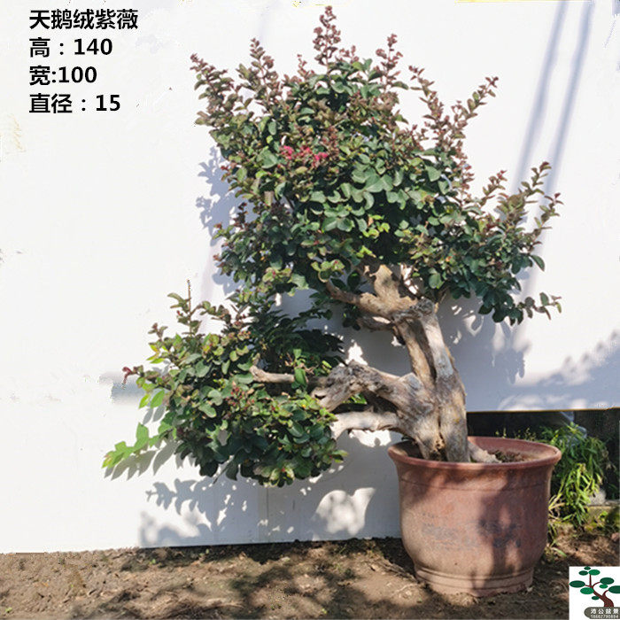 实拍 精品临水造型天鹅绒紫薇盆景树桩 百日红紫薇古桩 实物 包邮