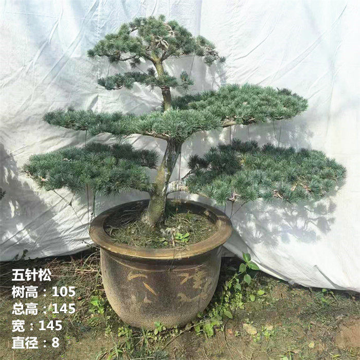 实拍 精品造型五针松盆景树桩 大型 松树 迎客松 常青 实物 包邮