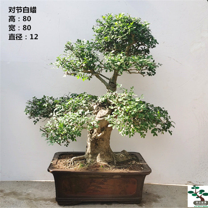 实拍 对接白蜡造型盆景高档家居绿植特价 对节白腊树桩实物 包邮