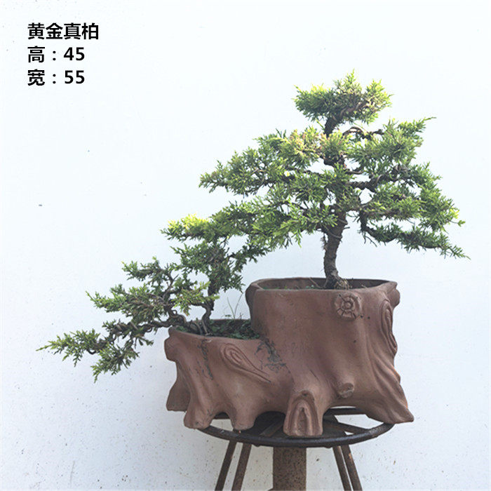实拍 紫叶丹红紫薇盆景树桩 花期长紫薇花树古桩 实物紫薇 包邮