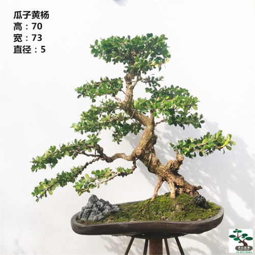 一物一拍 小叶黄杨 实拍造型瓜子黄杨 童子功老桩 好养实物 包邮