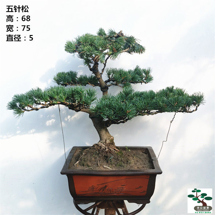一物一拍 五针松盆景 迎客松 黑松老盆口 树桩常青耐寒好养实物