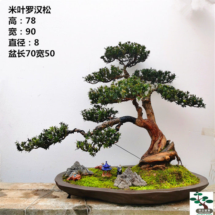 一物一拍 米罗 米叶 雀舌 黑珍珠 小叶罗汉松  造型盆景 实物包邮