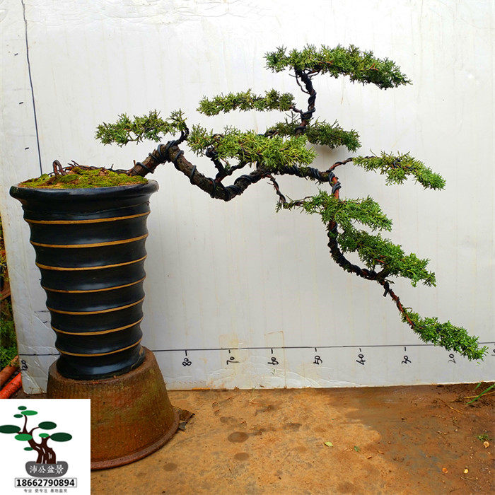 实拍 台湾黄金真柏盆景 悬崖造型真柏盆景 原生黄金真柏盆景包邮在类目 鲜花速递/花卉仿真/绿植园艺, 花卉/绿植盆栽（新）, 大型绿植/成品组合盆栽中 - 来自Buy2taobao.com提供专业的淘宝代购服务