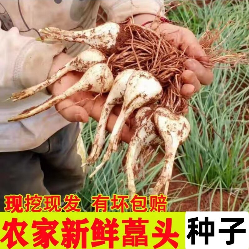 江西荞头种子新鲜现挖带根须藠头