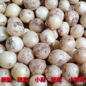 新鲜苦藠苦蒜团蒜团葱小蒜苦茭野葱头小根蒜野圆蒜九母子苦叫薤白