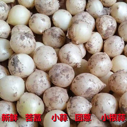 新鲜苦藠苦蒜团蒜团葱小蒜苦茭野葱头小根蒜野圆蒜九母子苦叫薤白