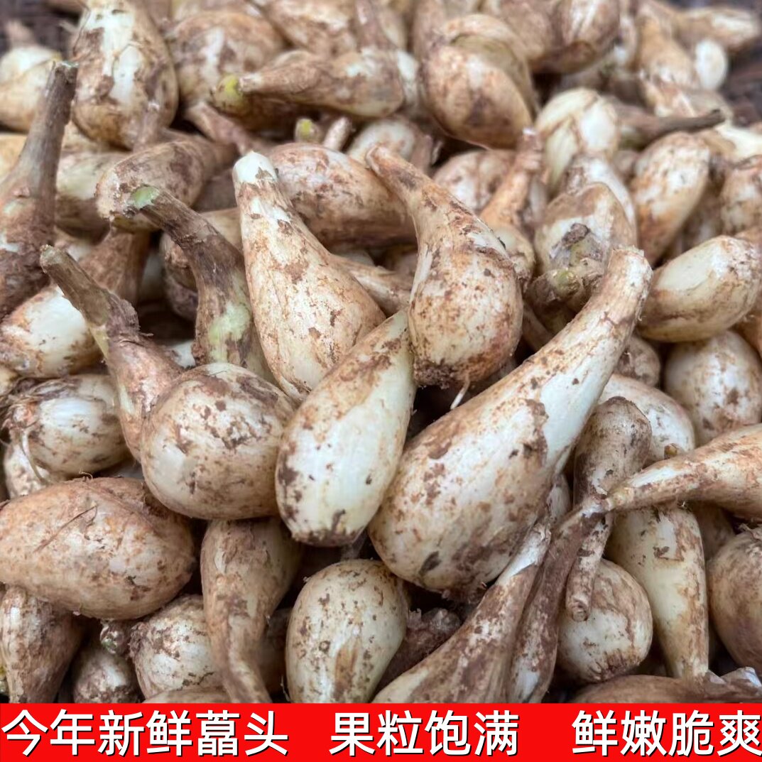 新鲜现挖荞头去须无叶自种大藠头