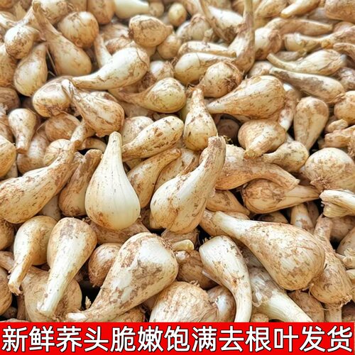 当季现挖藠头新鲜四川大茭头荞头