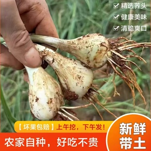 新鲜荞头现挖农家自种藠头泡菜茭头大个教头蔬菜荞头叫头去须无叶