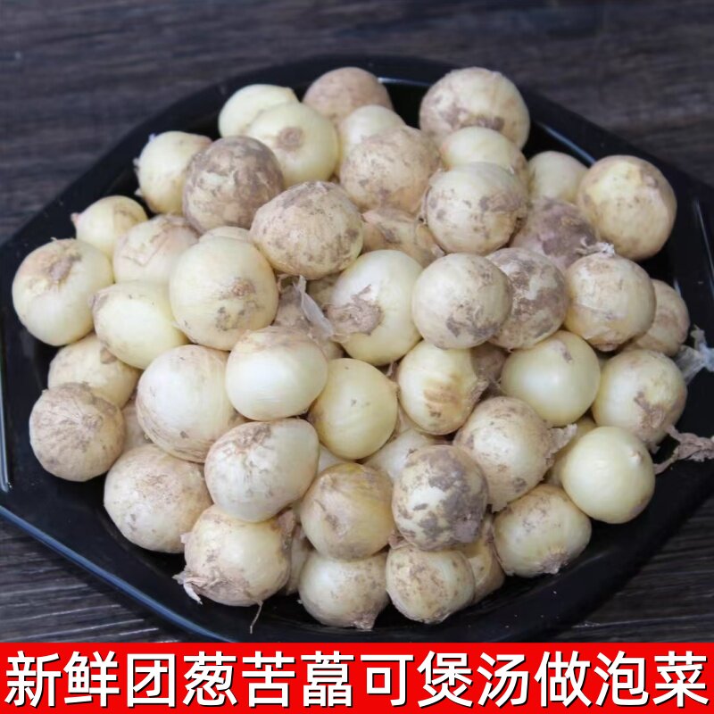 苦藠新鲜苦蒜小蒜苦茭团葱野葱头小根蒜圆蒜团蒜苦荞头九母子薤白