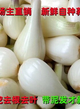 四川荞头现挖新鲜嫩茭头蔬菜教头