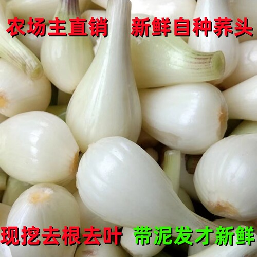 四川荞头现挖新鲜嫩茭头蔬菜教头