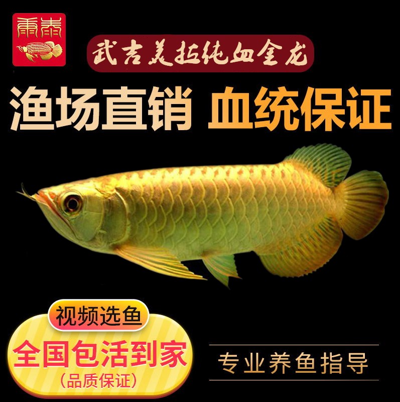 龙鱼蓝底印尼辣椒超血短身大湖